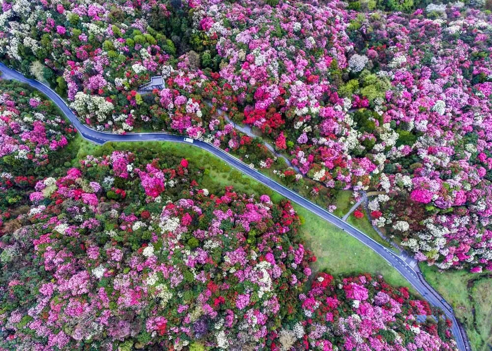 Tour Quý Châu mùa hoa đỗ quyên 5 ngày 4 đêm - công viên Bách Lý đỗ quyên