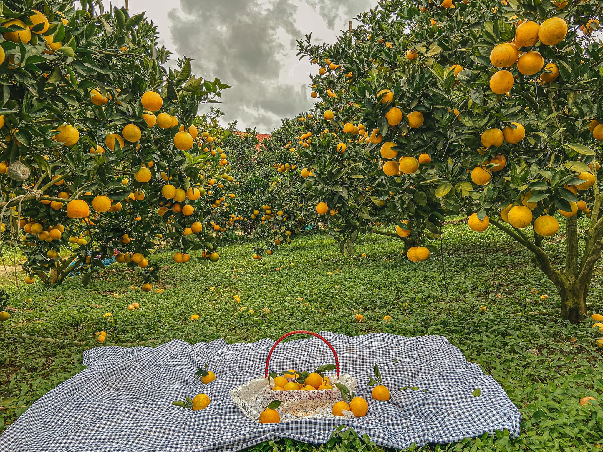 Vườn cam Mộc Châu - Thái An Travel