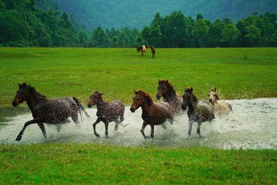 Thảo nguyên Đồng Lâm -Thái An Travel