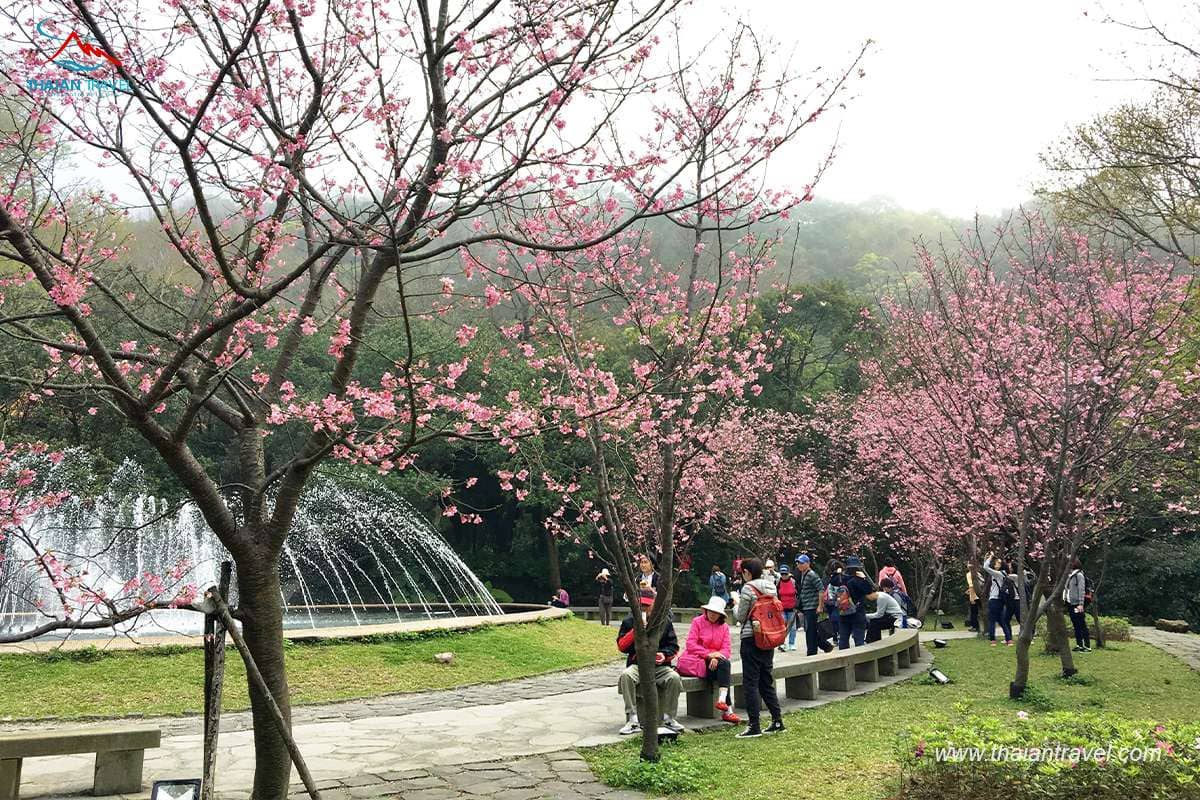 TOP địa điểm du lịch Đài Loan mùa hoa anh đào - Thái An Travel - 11