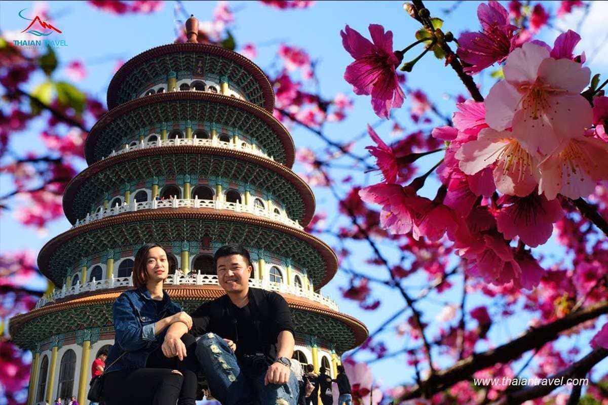 Địa điểm ngắm hoa anh đào tại Đài Loan - Thái An Travel - 9