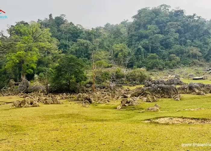 Hang Táu Mộc Châu - Thái An Travel