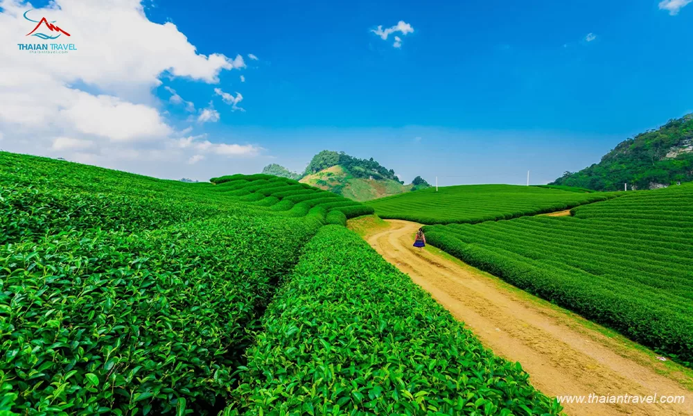 Đồi chè trái tim Mộc Châu - Thái An Travel