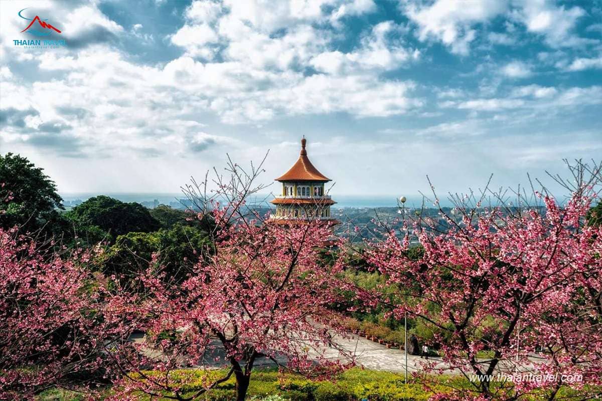 TOP địa điểm du lịch Đài Loan mùa hoa anh đào - Thái An Travel - 16