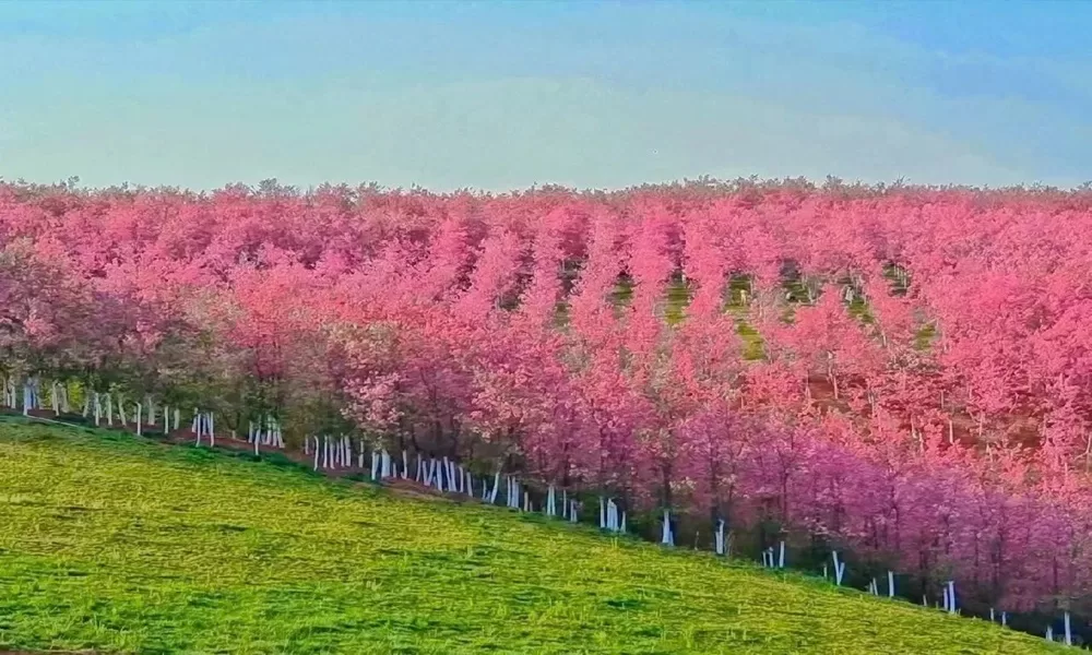 Rừng anh đào Nghi Lương
