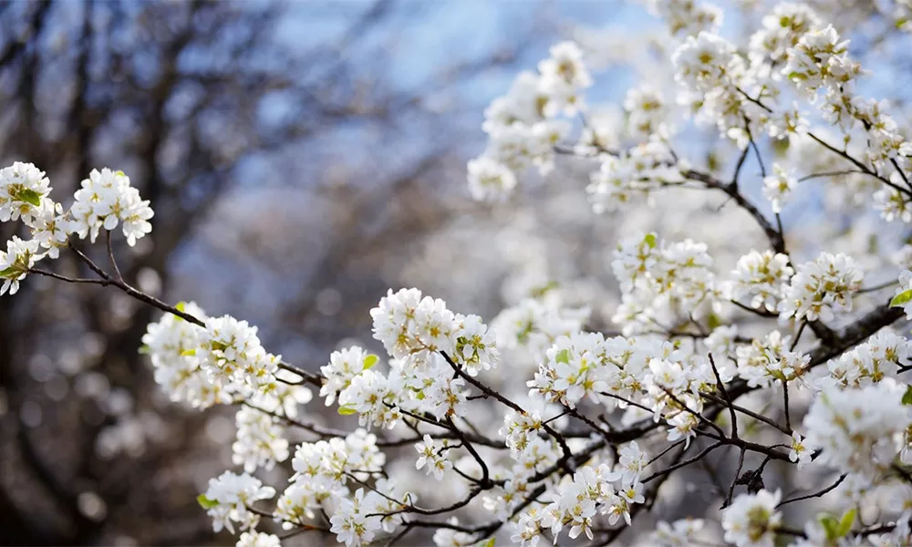 Bản Nậm Nghiệp mùa hoa sơn tra - Thái An Travel