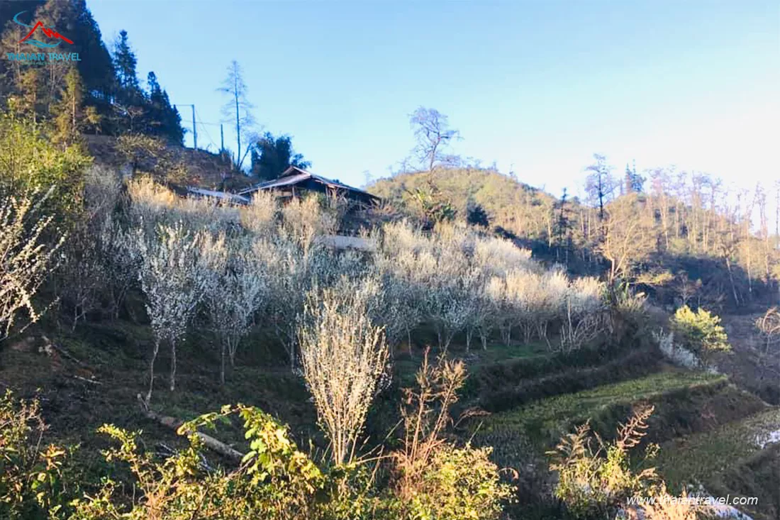 Mùa hoa mận Tả Van Chư - Thái An Travel