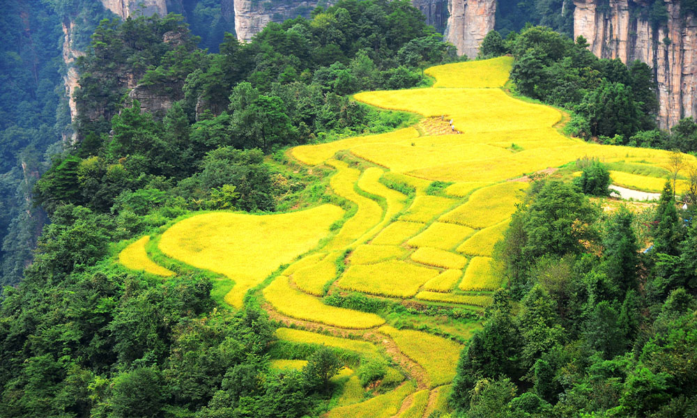 Tour Trương Gia Giới: Núi Thiên Tử - Thái An Travel 