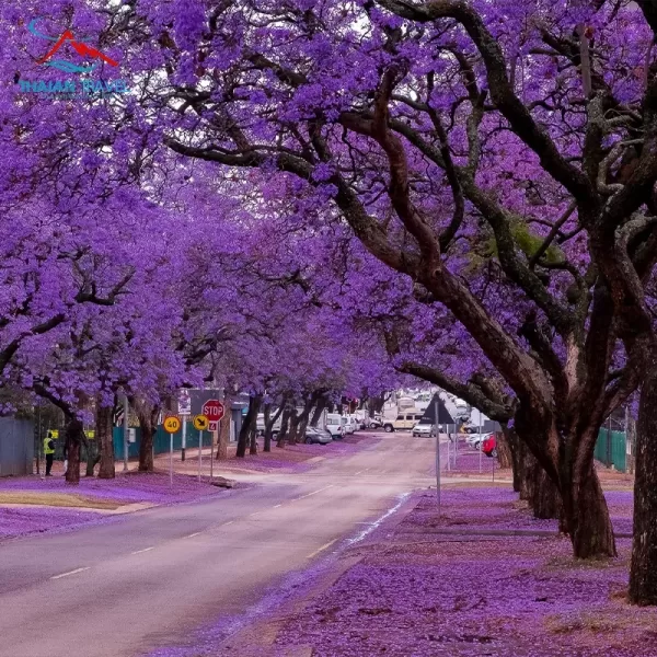 Tour Hà Khẩu - Thạch Lâm - Côn Minh - Di Lặc - Mông Tự 5 ngày 4 đêm 1