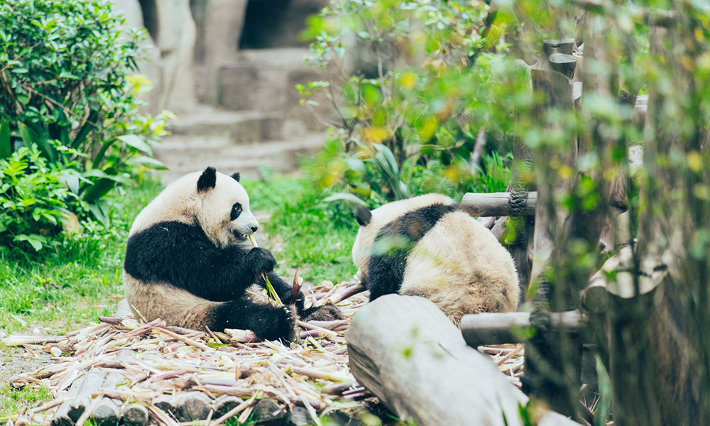 Tham quan Công viên gấu trúc tại Thành Đô - Thái An Travel 