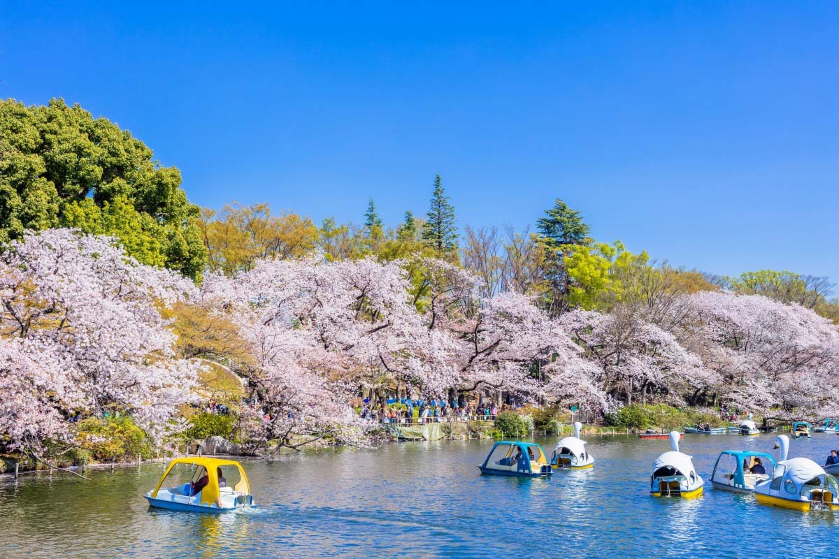 TOP các địa điểm ngắm hoa anh đào ở Nhật - Thái An Travel - 6