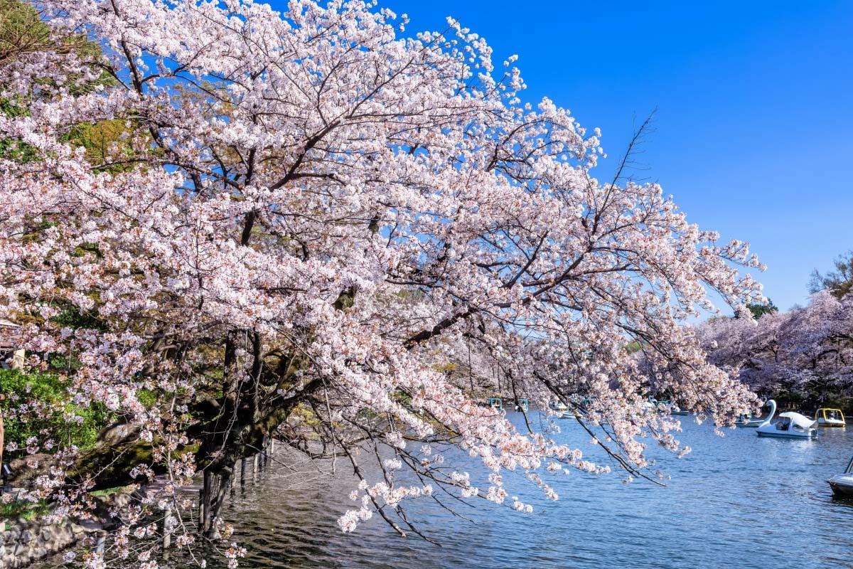 TOP các địa điểm ngắm hoa anh đào ở Nhật - Thái An Travel - 5