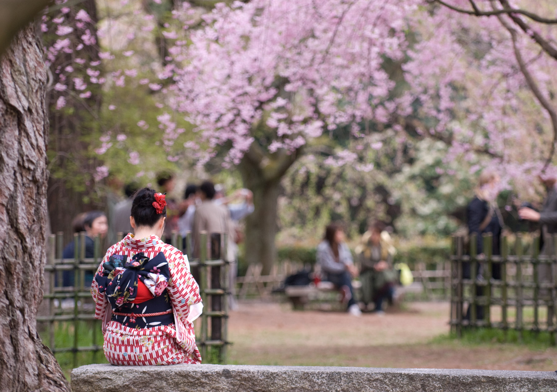 TOP các địa điểm ngắm hoa anh đào ở Nhật - Thái An Travel - 14