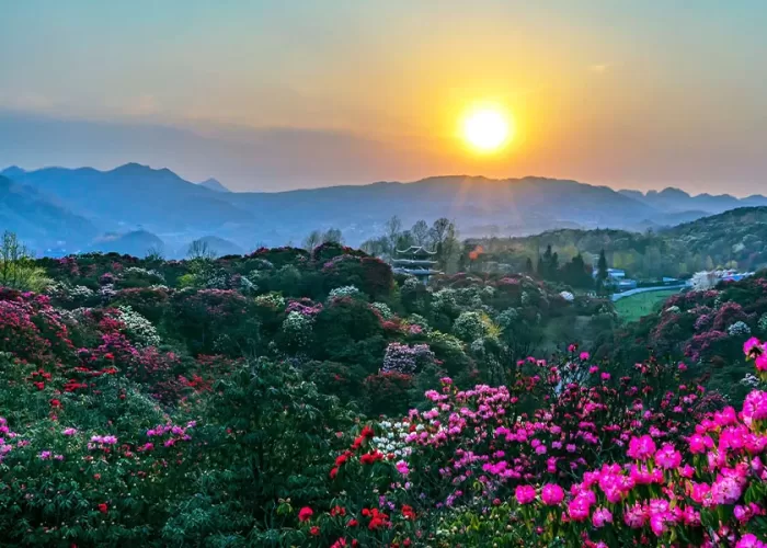 Công viên rừng Baili Azalea - Thái An Travel