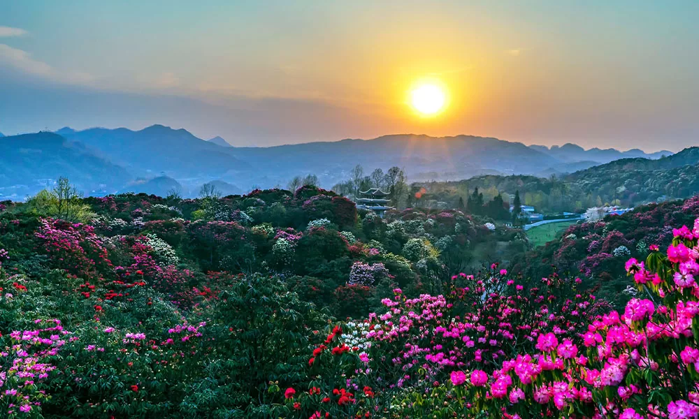 Công viên rừng Baili Azalea - Thái An Travel