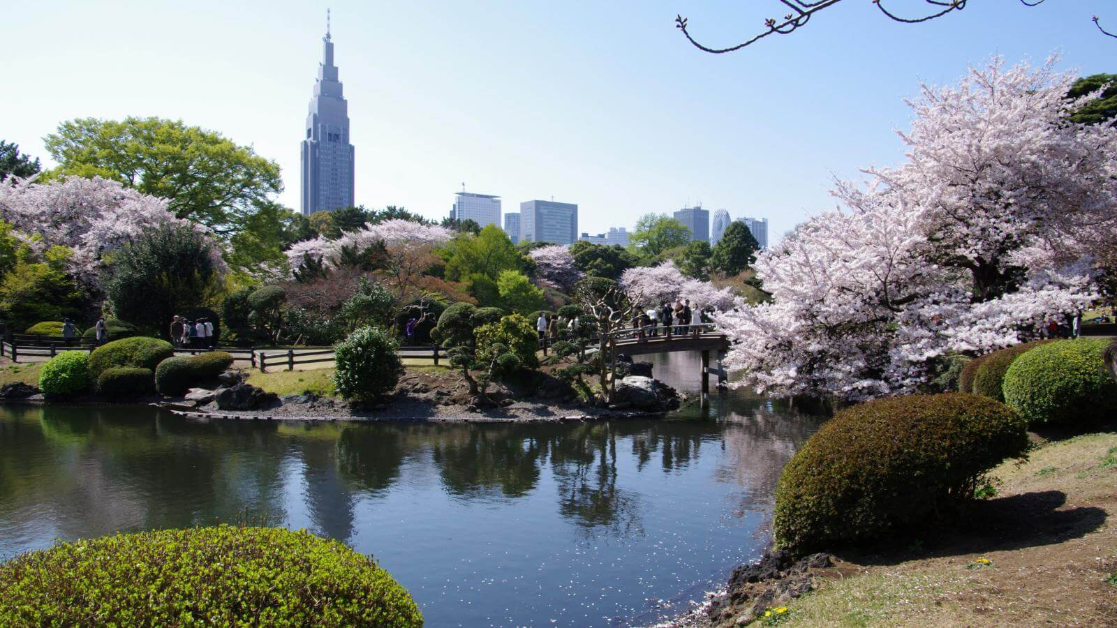 TOP các địa điểm ngắm hoa anh đào ở Nhật - Thái An Travel - 3