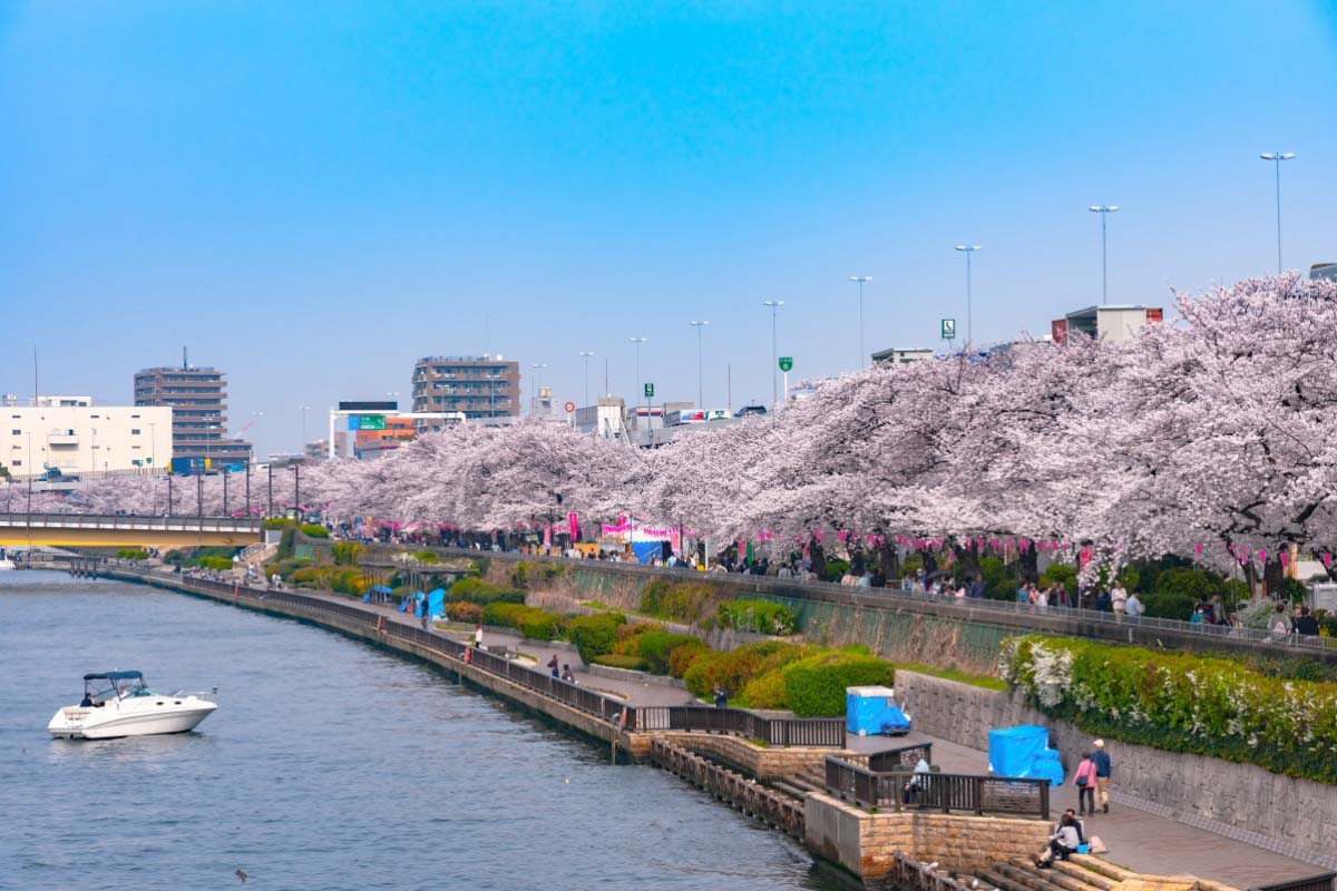Ngắm hoa anh đào Nhật Bản - Thái An Travel