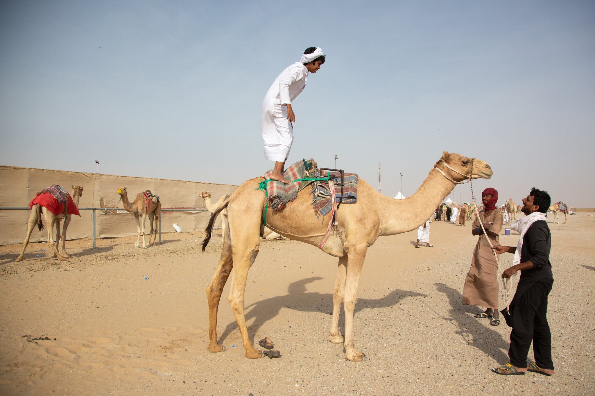 Sự thật thú vị về Dubai - Những cuộc đua lạc Đà 