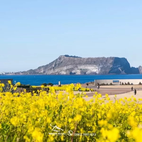 Tour Hàn Quốc không cần visa - Tour Jeju 4 ngày - Thái An Travel