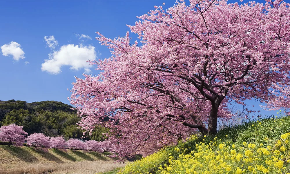 Du lịch Trung Quốc mùa xuân - Thái An Travel