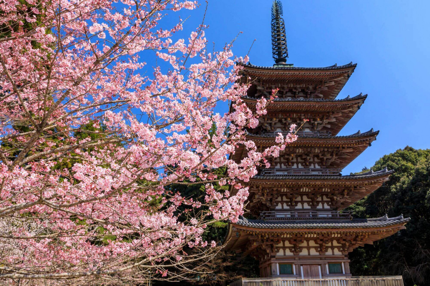 TOP các địa điểm ngắm hoa anh đào ở Nhật - Thái An Travel - 17