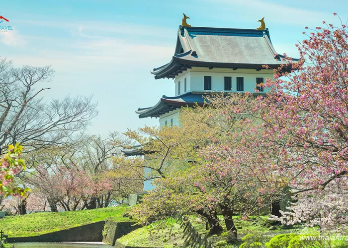 TOP các địa điểm ngắm hoa anh đào ở Nhật