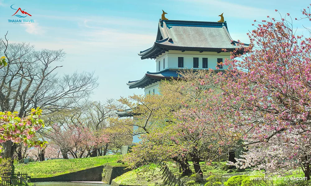 TOP các địa điểm ngắm hoa anh đào ở Nhật