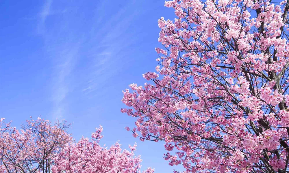 dia-diem-ngam-hoa-anh-dao-o-trung-quoc-9 top-cac-dia-diem-ngam-hoa-anh-dao-o-trung-quoc-tuyet-dep-ban-khong-nen-bo-lo