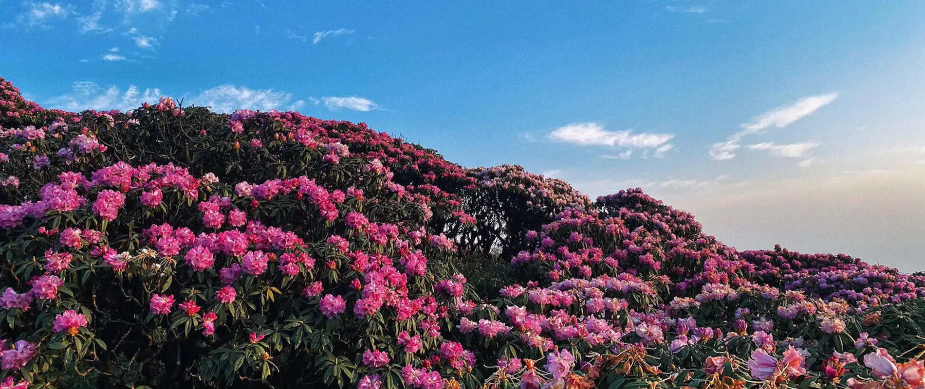 Tour Quý Châu mùa hoa đỗ quyên 5 ngày 4 đêm (1)