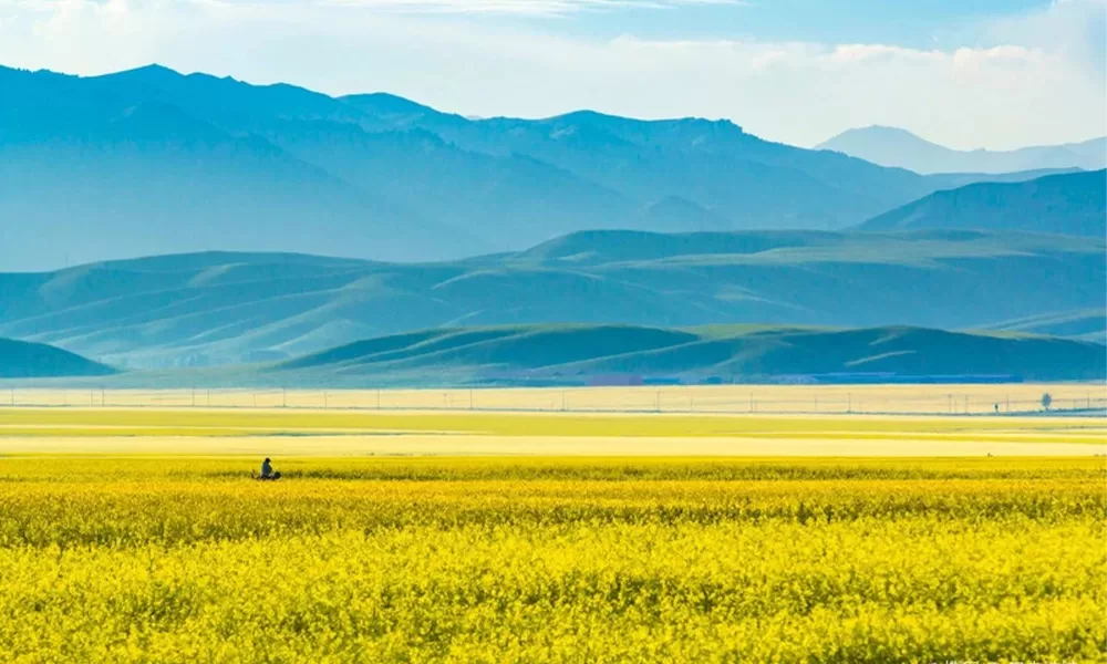 Đồng hoa cải vàng Kim Hải Tuyết Sơn - Thái An Travel