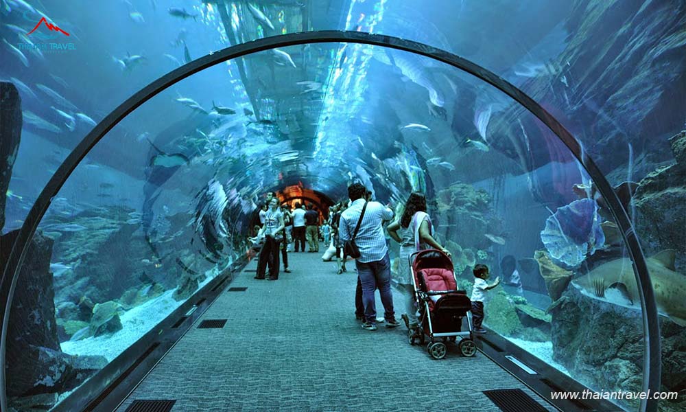 Top 10 địa điểm du lịch Dubai - Thủy cung nhân tạo DUBAI AQUARIUM  2