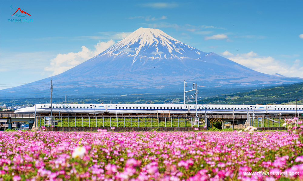 Tour Nhật Bản mùa hoa anh đào 2023 - Thái An Travel - 9