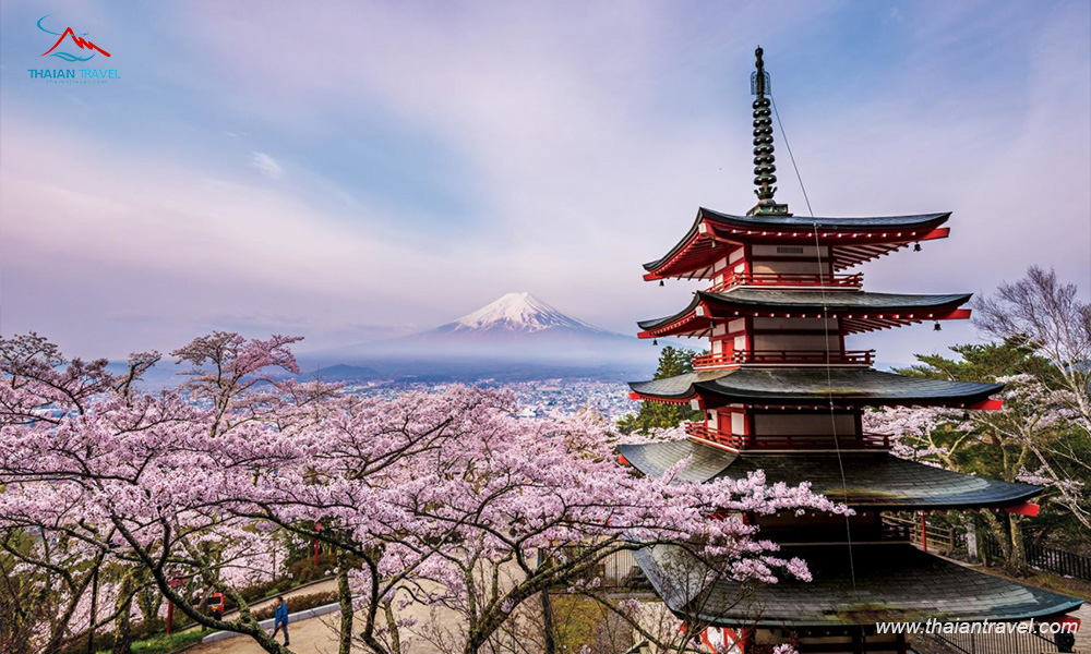 Tour Nhật Bản mùa hoa anh đào 2023 - Thái An Travel - 8