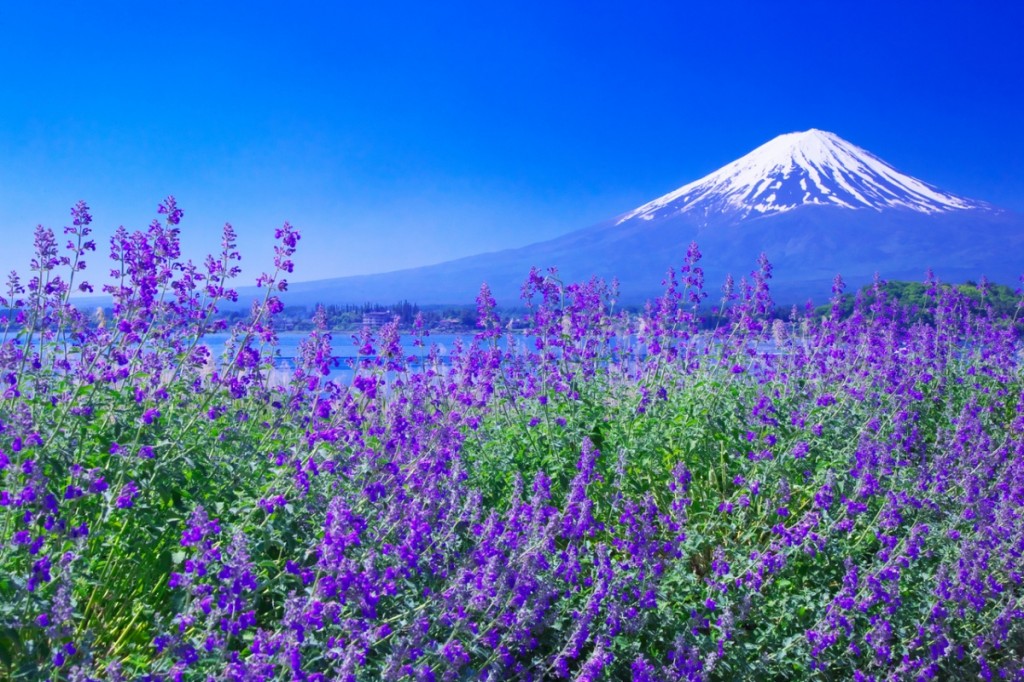 Du lịch Nhật Bản mùa hè - Thái An Travel - Lavender