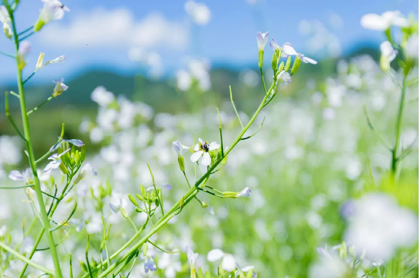 hoa-cai-trang-1 Mộc châu mùa hoa cải trắng - Thái An Travel