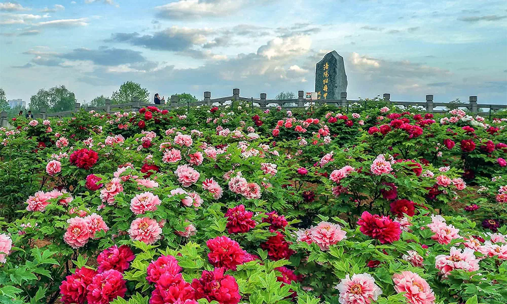 Lễ hội hoa mẫu đơn Lạc Dương