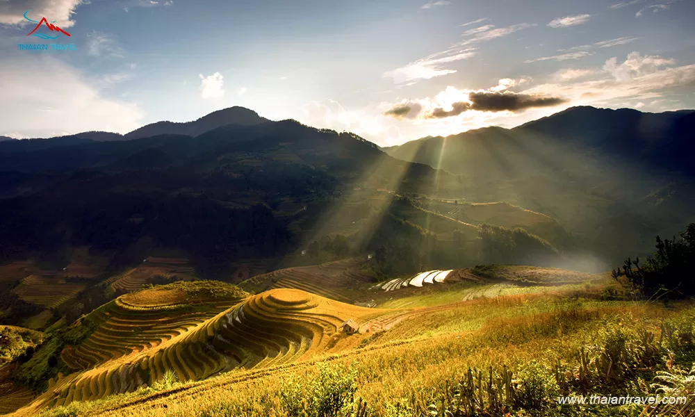 Kinh nghiệm du lịch Mù Cang Chải - Thái An Travel
