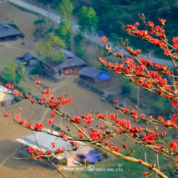 Tour Hà Giang mùa hoa gạo 3N2Đ - Hà Giang, Cao nguyên đá Đồng Văn - Thái An Travel