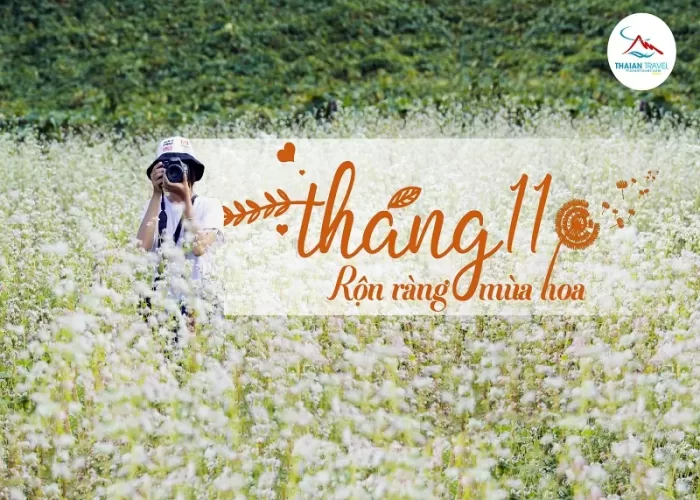 Mùa hoa tháng 11 - Thái An Travel