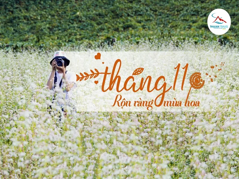 Mùa hoa tháng 11 - Thái An Travel