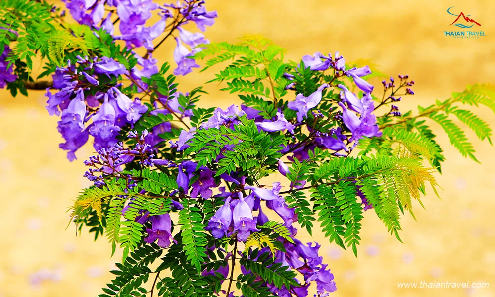 Mùa phượng tím Đà Lạt