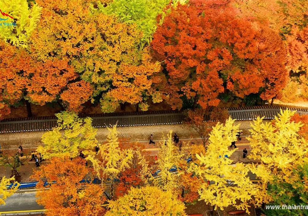 nen-di-du-lich-han-quoc-mua-nao-dep-nhat-anh-dai-dien Du lịch Hàn Quốc mùa nào đẹp nhất? - Thái An Travel