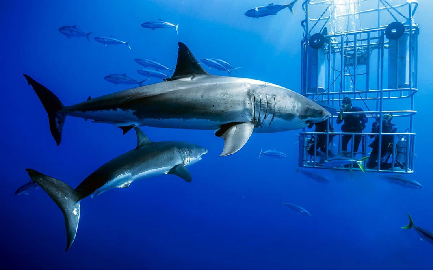 Kinh nghiệm du lịch Úc ngắm cá mập - Thái An Travel 