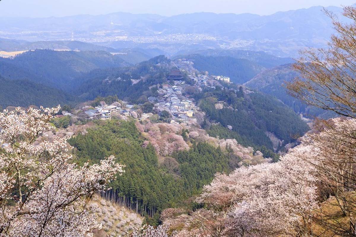TOP các địa điểm ngắm hoa anh đào ở Nhật - Thái An Travel - 10