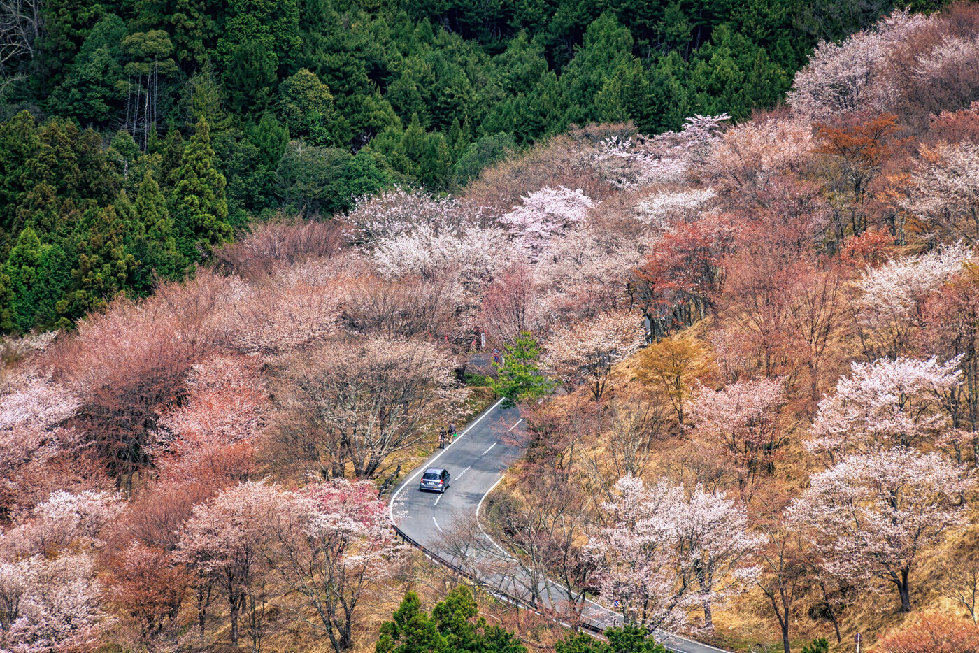 TOP các địa điểm ngắm hoa anh đào ở Nhật - Thái An Travel - 9