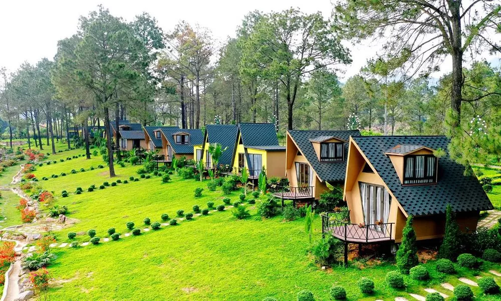 Rừng thông Bản Áng Mộc Châu