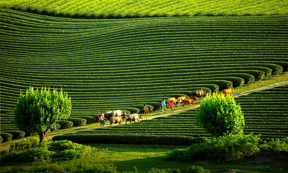 sad Tour Mộc Châu - Tà Xùa - Thái An Travel
