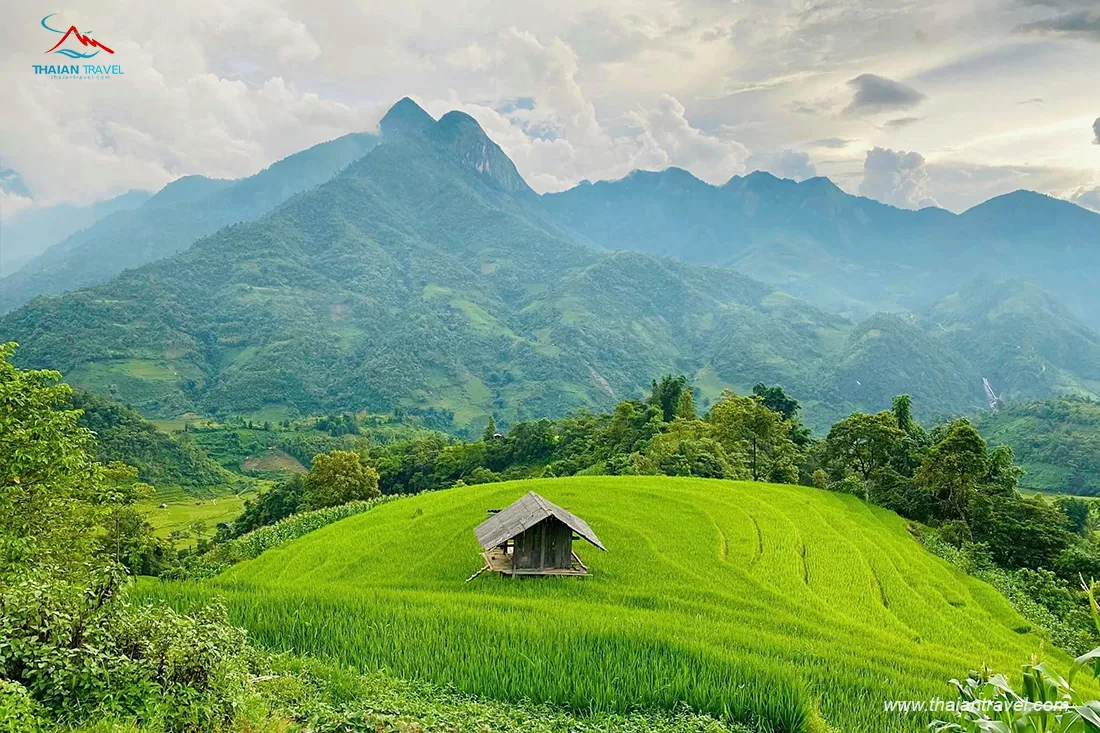 sapa-mua-lua-xanh Du lịch Sapa - Thái An Travel