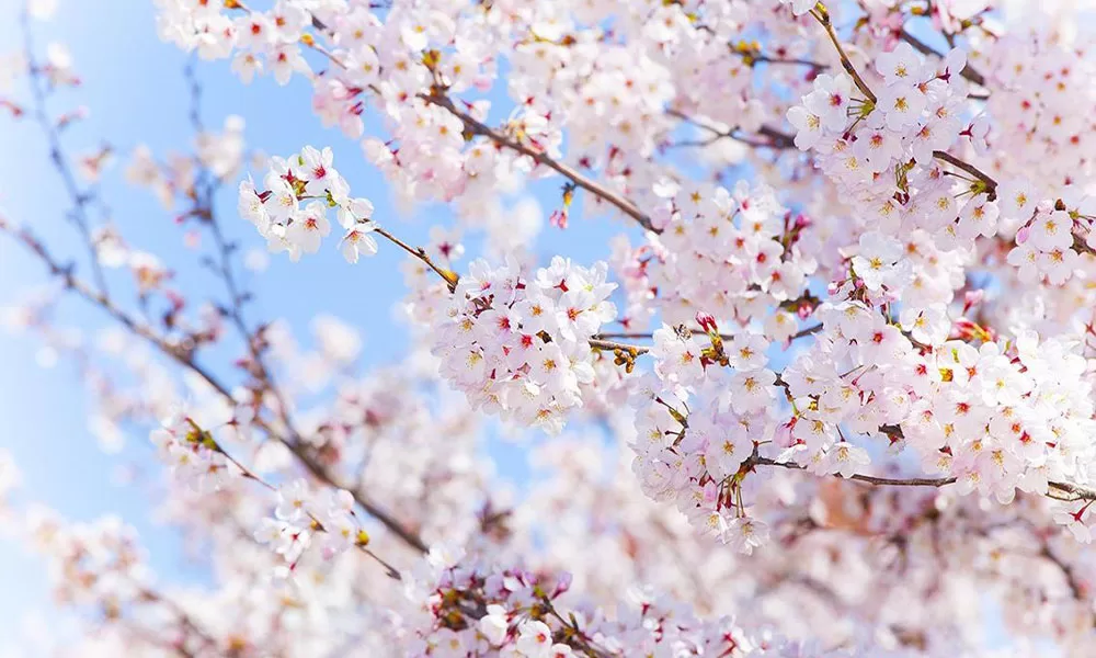 sdsfdf Bình Ba (Pingba) - Thái An Travel