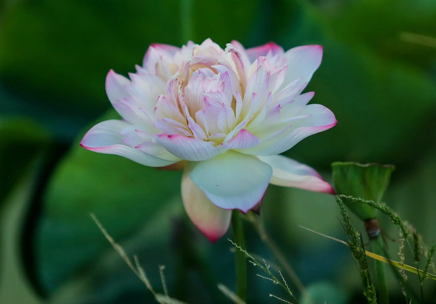 mùa sen - Thái An Travel